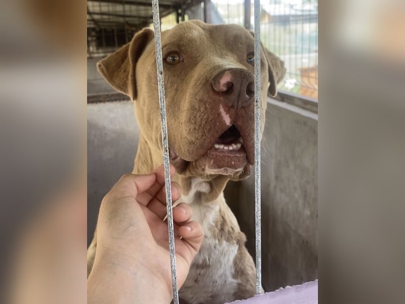 Bruno - menschenbezogen und neugierig