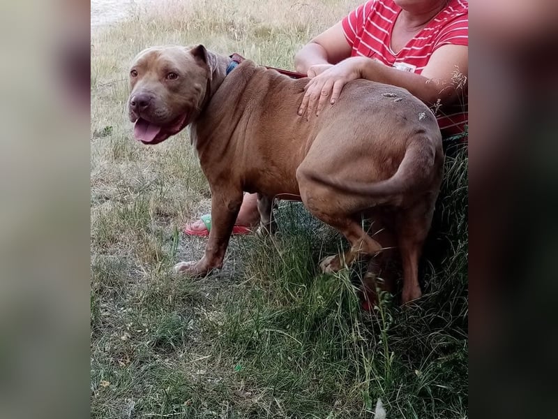 Bruno - menschenbezogen und neugierig