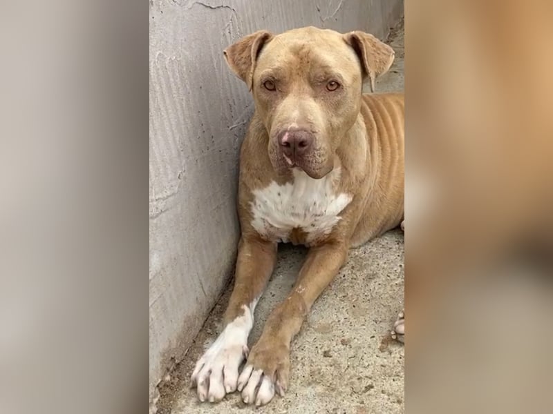 Bruno - menschenbezogen und neugierig