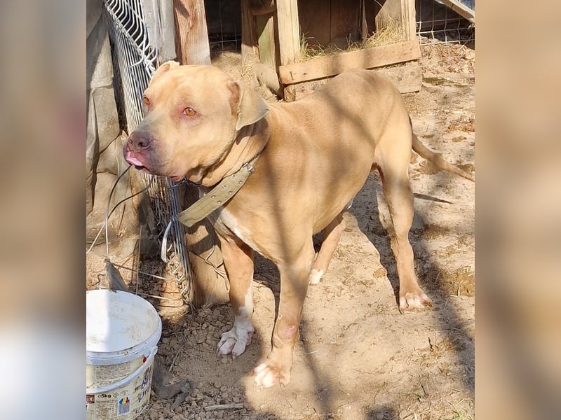 Bruno - menschenbezogen und neugierig