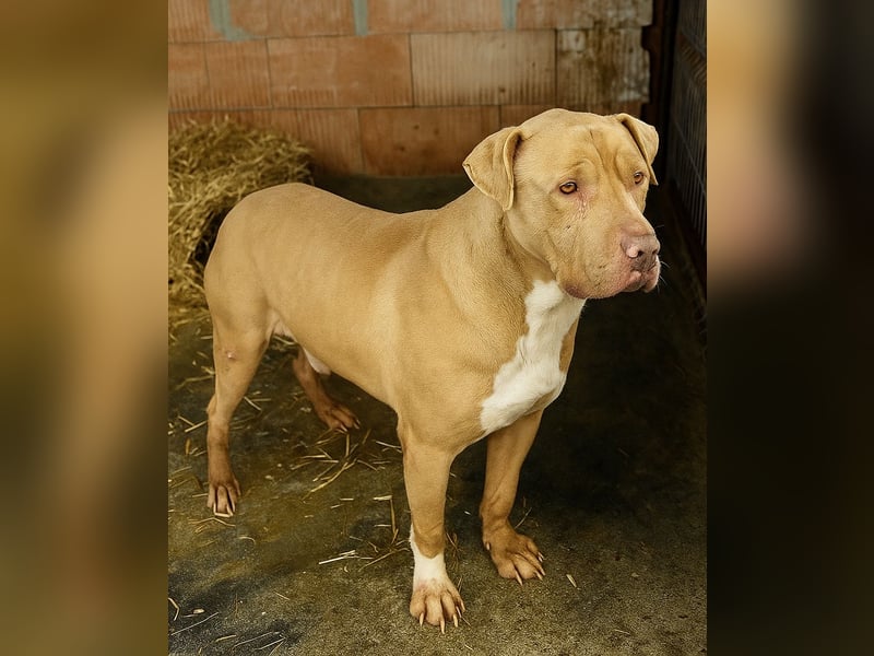 Bruno - menschenbezogen und neugierig