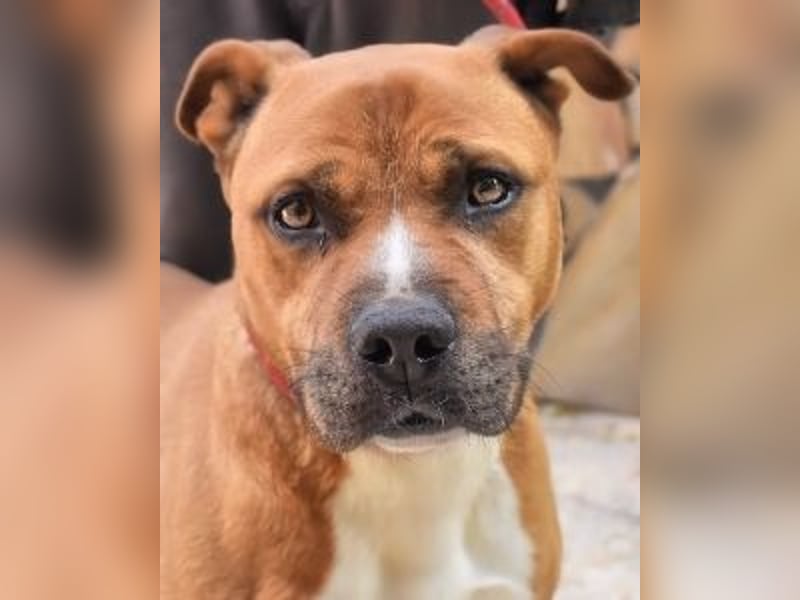 Rodolph - Die inneren Werte zählen