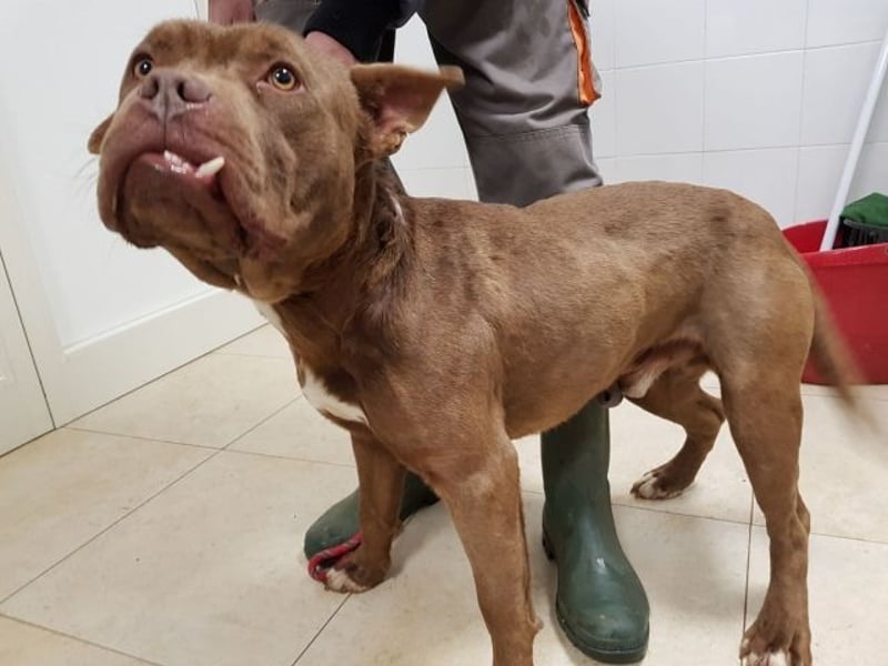 Ringo - braucht eine ehrliche Chance