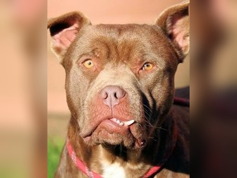 Ringo - braucht eine ehrliche Chance