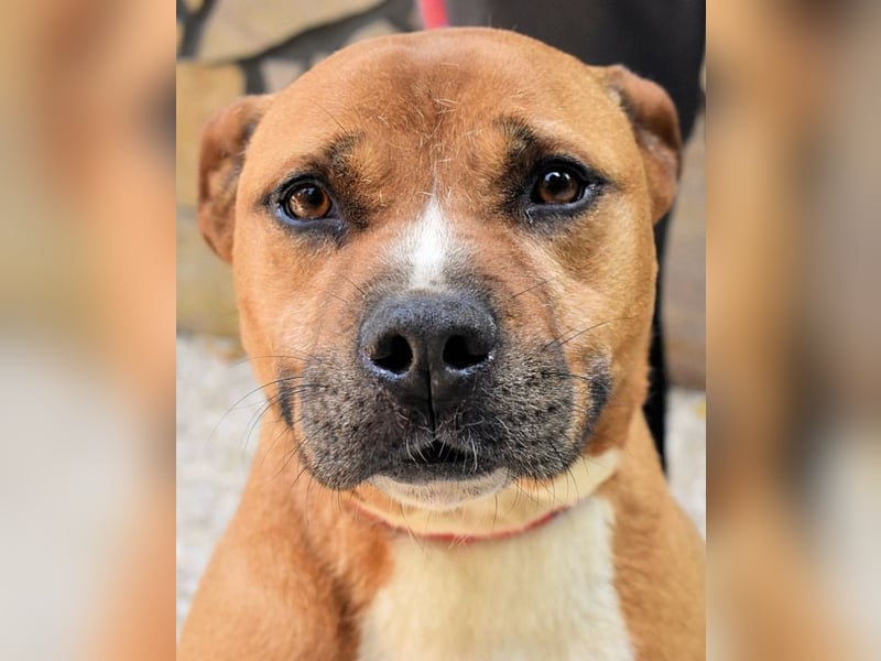 Rodolph - Die inneren Werte zählen