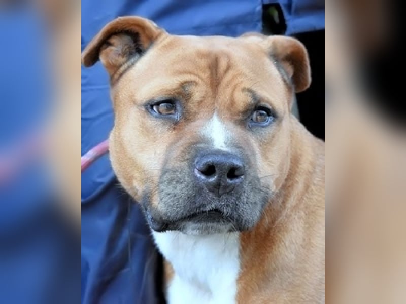 Rodolph - Die inneren Werte zählen