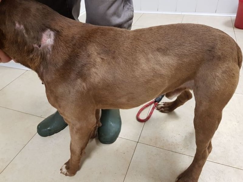 Ringo - braucht eine ehrliche Chance