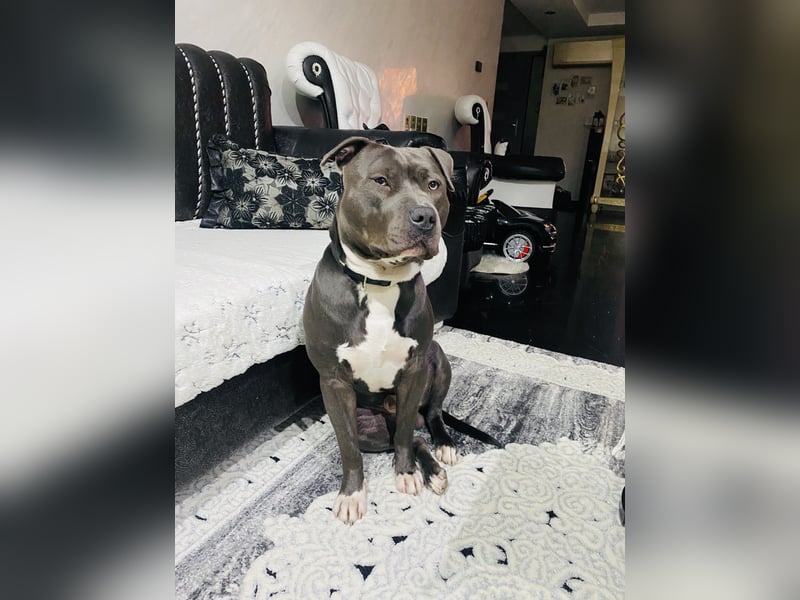 American pit bull terrier blue line
