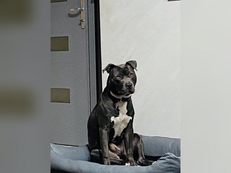 American pit bull terrier blue line