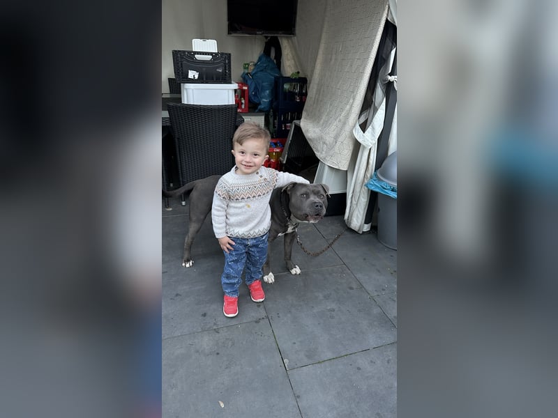 American pit bull terrier blue line