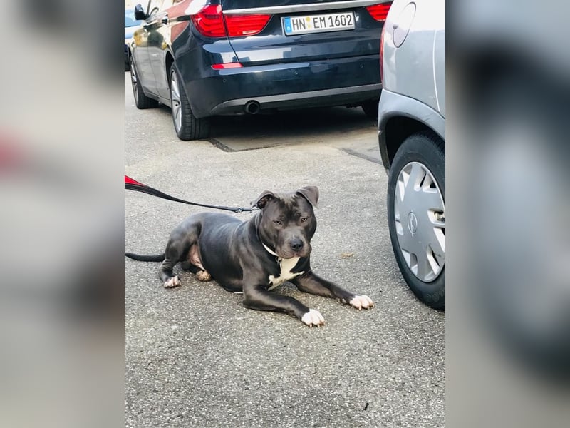 American pit bull terrier blue line