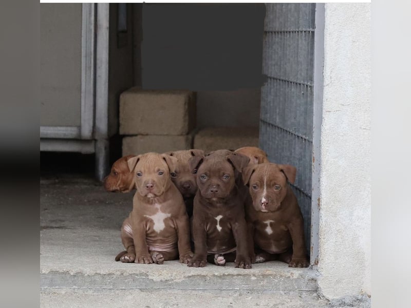 American Pit Bull Welpen