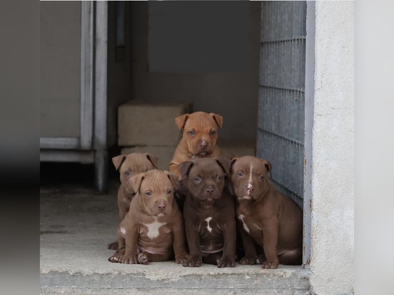 American Pit Bull Welpen