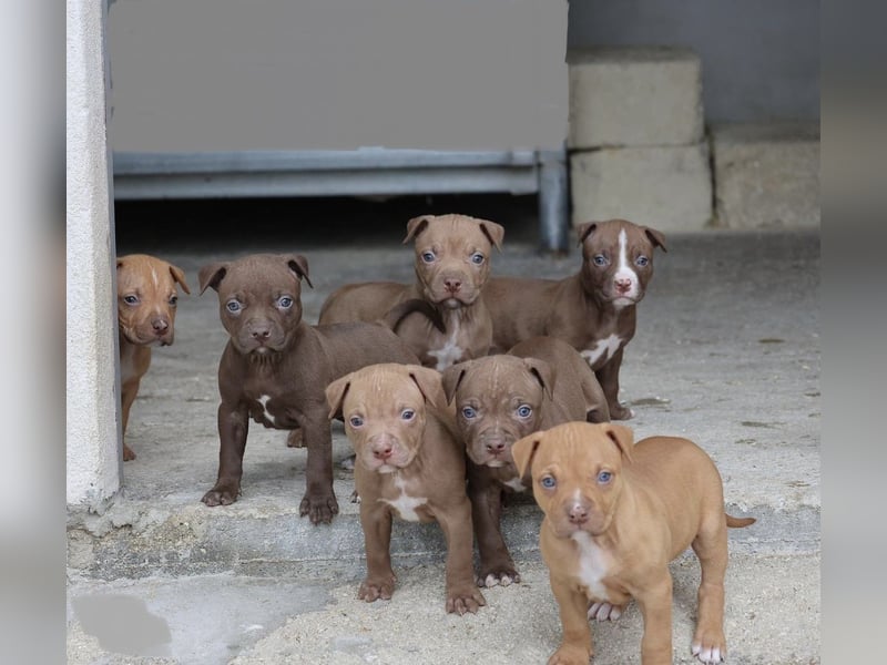 American Pit Bull Welpen