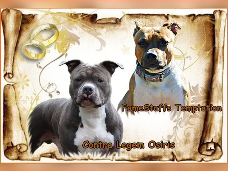 Wir erwarten Ende Oktober American Staffordshire Terrier Welpen aus TOP Verpaarung * mit Ahnentafel