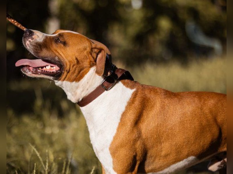 Staff-Rüde ♥RED♥ sucht seine liebenden treuen Menschen im Ausland