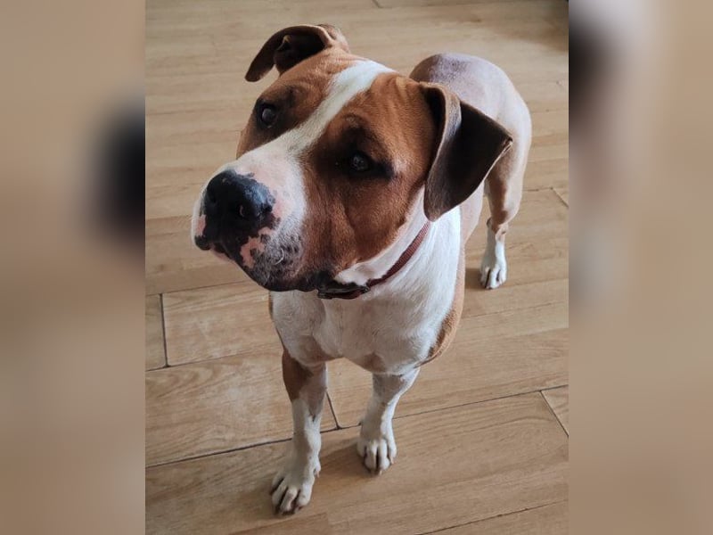 Staff-Rüde ♥RED♥ sucht seine liebenden treuen Menschen im Ausland