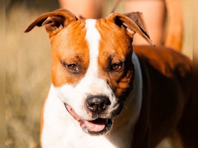 Staff-Rüde ♥RED♥ sucht seine liebenden treuen Menschen im Ausland
