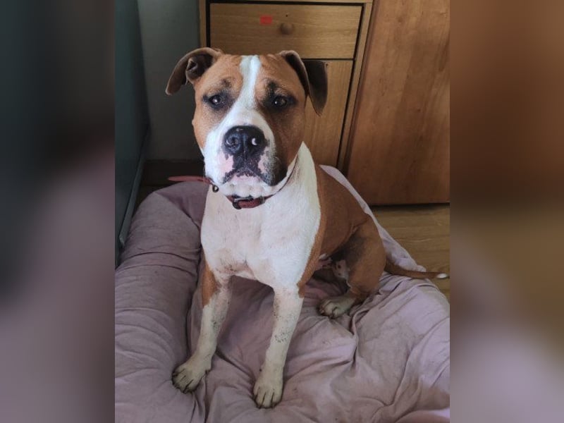 Staff-Rüde ♥RED♥ sucht seine liebenden treuen Menschen im Ausland