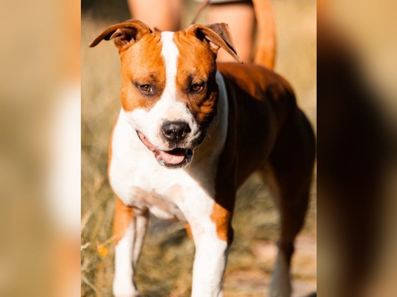 Staff-Rüde ♥RED♥ sucht seine liebenden treuen Menschen im Ausland