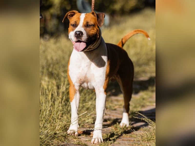 Staff-Rüde ♥RED♥ sucht seine liebenden treuen Menschen im Ausland