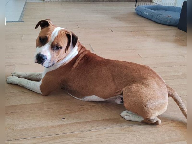 Staff-Rüde ♥RED♥ sucht seine liebenden treuen Menschen im Ausland