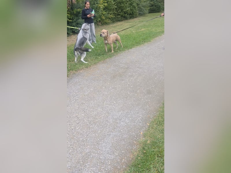 1 Jähriger Rüde