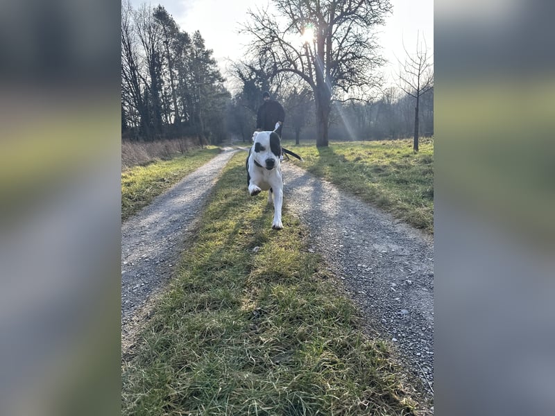 Liebevolle American Staffordshire Terrier Hündin sucht neues Zuhause