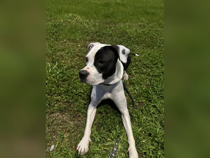 Liebevolle American Staffordshire Terrier Hündin sucht neues Zuhause