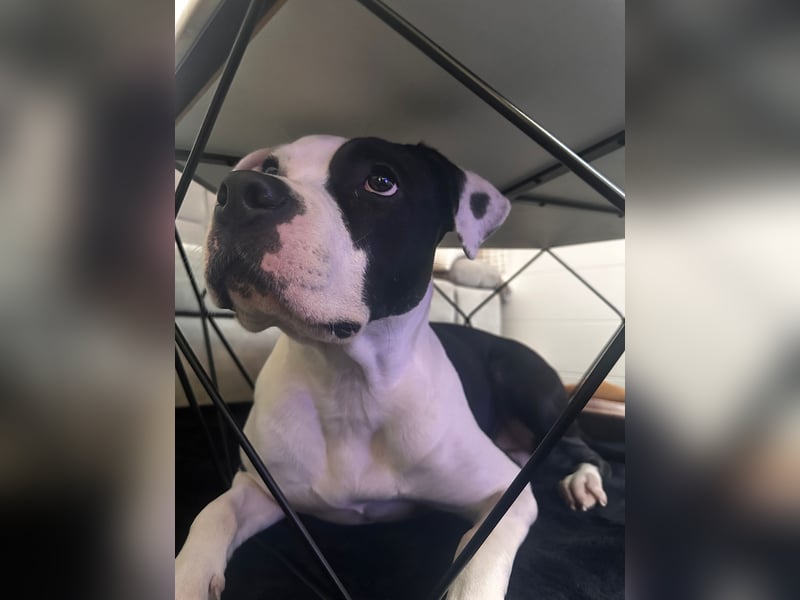 Liebevolle American Staffordshire Terrier Hündin sucht neues Zuhause