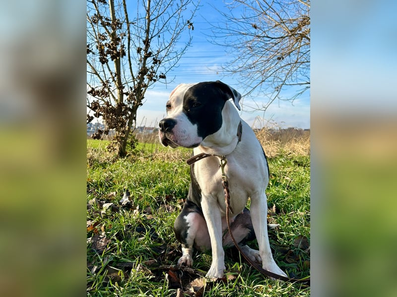 Liebevolle American Staffordshire Terrier Hündin sucht neues Zuhause