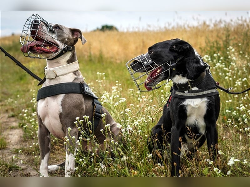 Joker, Staffordshire Terrier, geb. Juni 2014, su. hundeerfahrenes Paar oder Einzelperson