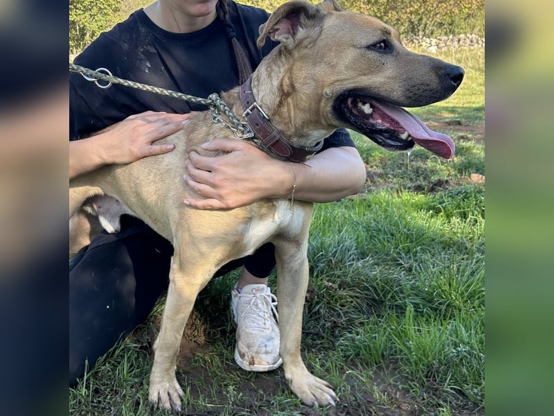 Menschenbezogener Leo sucht sein Zuhause ❤️