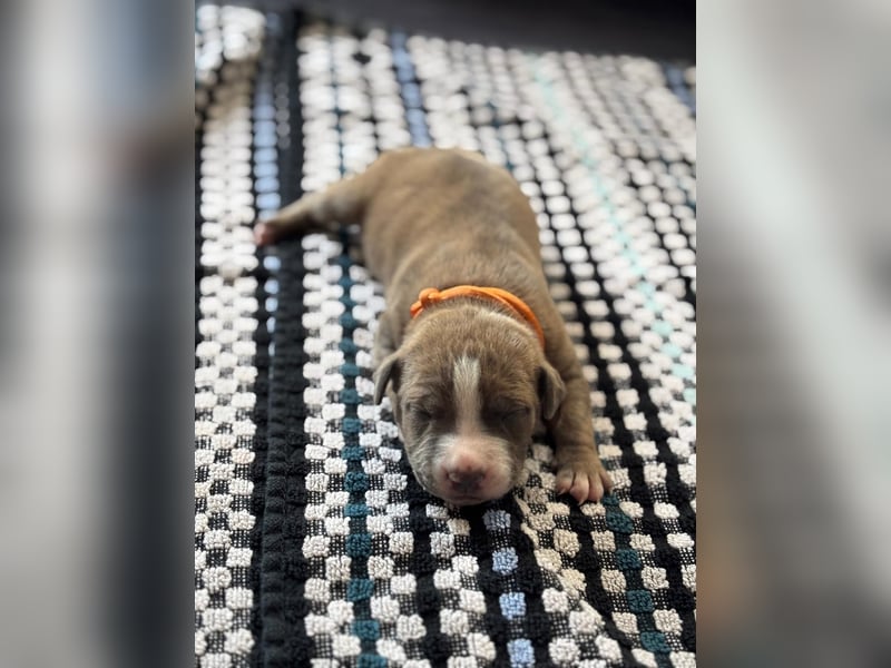 American staffordshire Terrier welpen