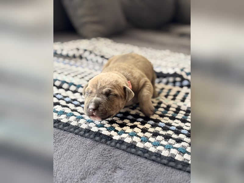 American staffordshire Terrier welpen