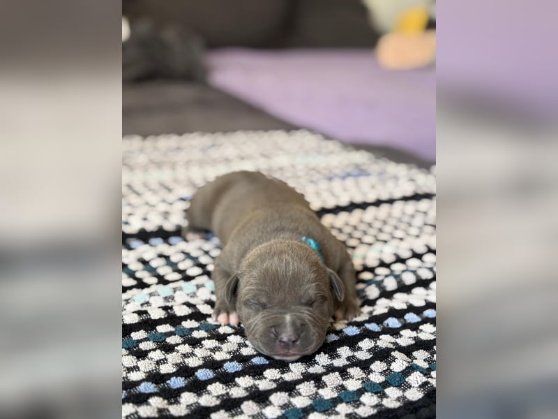 American staffordshire Terrier welpen