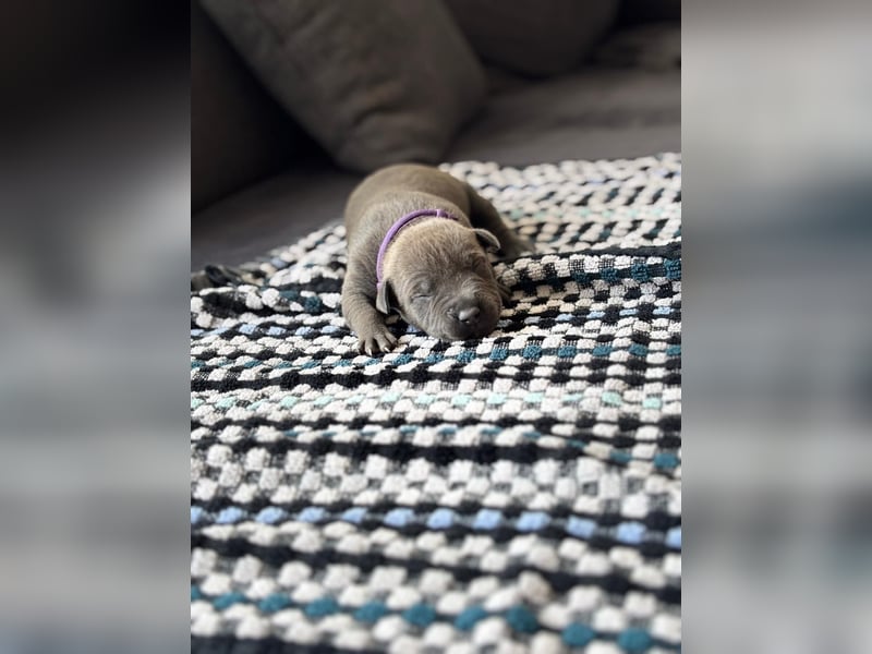American staffordshire Terrier welpen