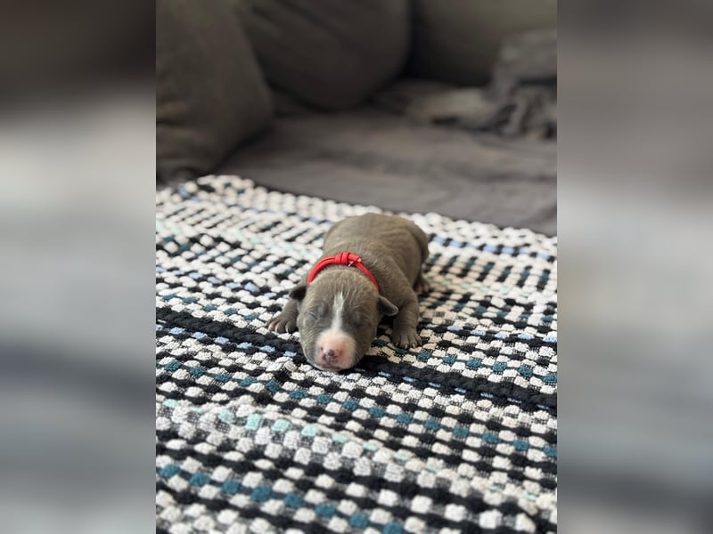 American staffordshire Terrier welpen