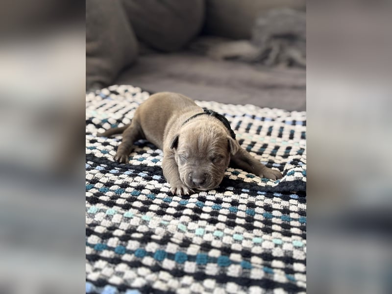 American staffordshire Terrier welpen