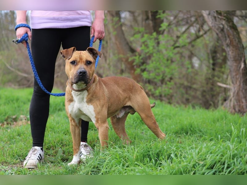 BENY - der hübsche, liebebedürftige Rüde sucht ein tolles Zuhause bei hundeerfahrenen Menschen BENY - der hübsche, liebebedürftige Rüde sucht ein tolles Zuhause bei hundeerfahrenen Menschen
