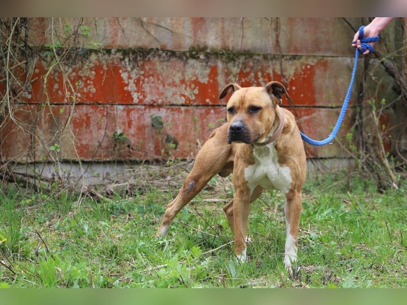 BENY - der hübsche, liebebedürftige Rüde sucht ein tolles Zuhause bei hundeerfahrenen Menschen BENY - der hübsche, liebebedürftige Rüde sucht ein tolles Zuhause bei hundeerfahrenen Menschen
