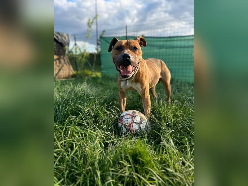 BENY - der hübsche, liebebedürftige Rüde sucht ein tolles Zuhause bei hundeerfahrenen Menschen BENY - der hübsche, liebebedürftige Rüde sucht ein tolles Zuhause bei hundeerfahrenen Menschen