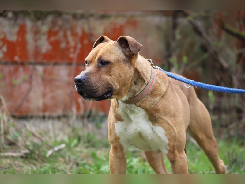 BENY - der hübsche, liebebedürftige Rüde sucht ein tolles Zuhause bei hundeerfahrenen Menschen BENY - der hübsche, liebebedürftige Rüde sucht ein tolles Zuhause bei hundeerfahrenen Menschen