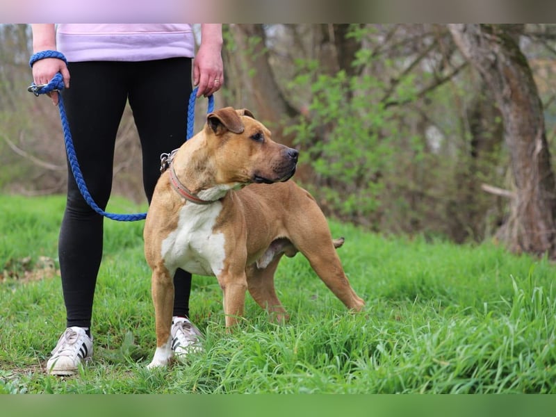 BENY - der hübsche, liebebedürftige Rüde sucht ein tolles Zuhause bei hundeerfahrenen Menschen BENY - der hübsche, liebebedürftige Rüde sucht ein tolles Zuhause bei hundeerfahrenen Menschen