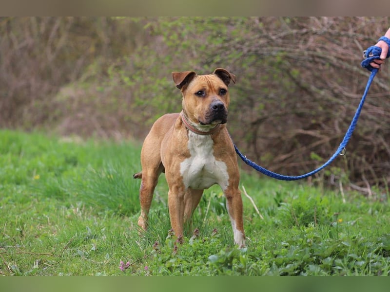 BENY - der hübsche, liebebedürftige Rüde sucht ein tolles Zuhause bei hundeerfahrenen Menschen BENY - der hübsche, liebebedürftige Rüde sucht ein tolles Zuhause bei hundeerfahrenen Menschen