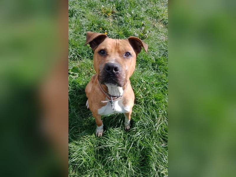 BENY - der hübsche, liebebedürftige Rüde sucht ein tolles Zuhause bei hundeerfahrenen Menschen BENY - der hübsche, liebebedürftige Rüde sucht ein tolles Zuhause bei hundeerfahrenen Menschen