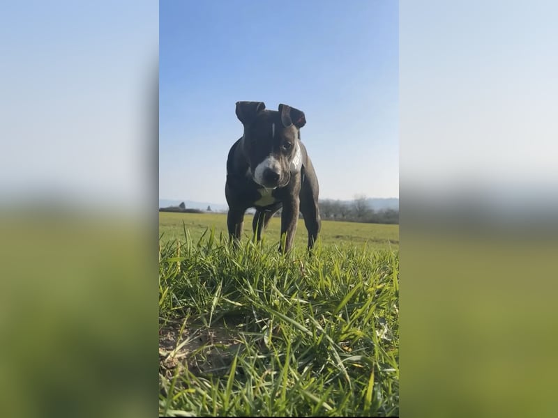 Bully Mischling Weibchen