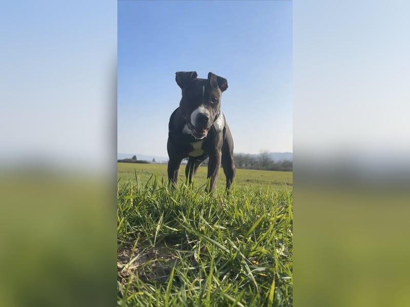 Bully Mischling Weibchen