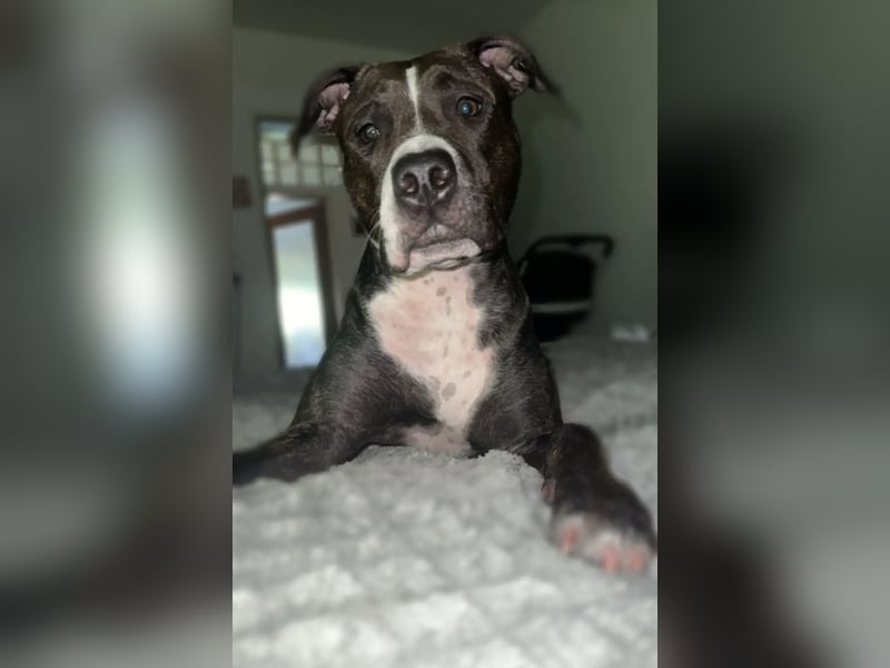 Bully Mischling Weibchen