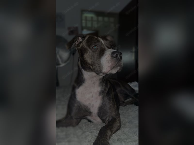 Bully Mischling Weibchen